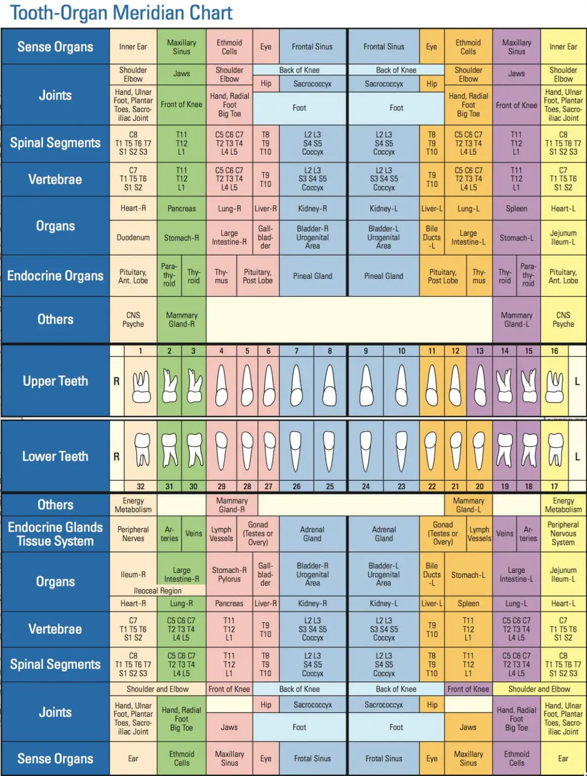 Meridian Tooth Chart
