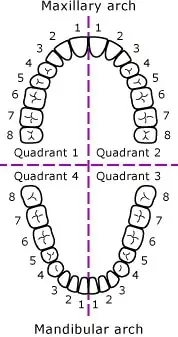 Mouth Quadrants Chart